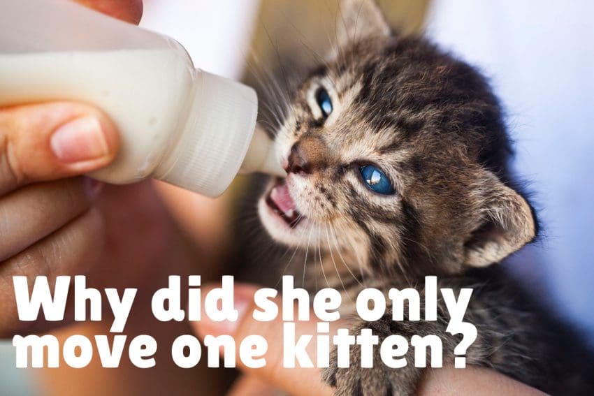 blue-eyed kitten drinking milk