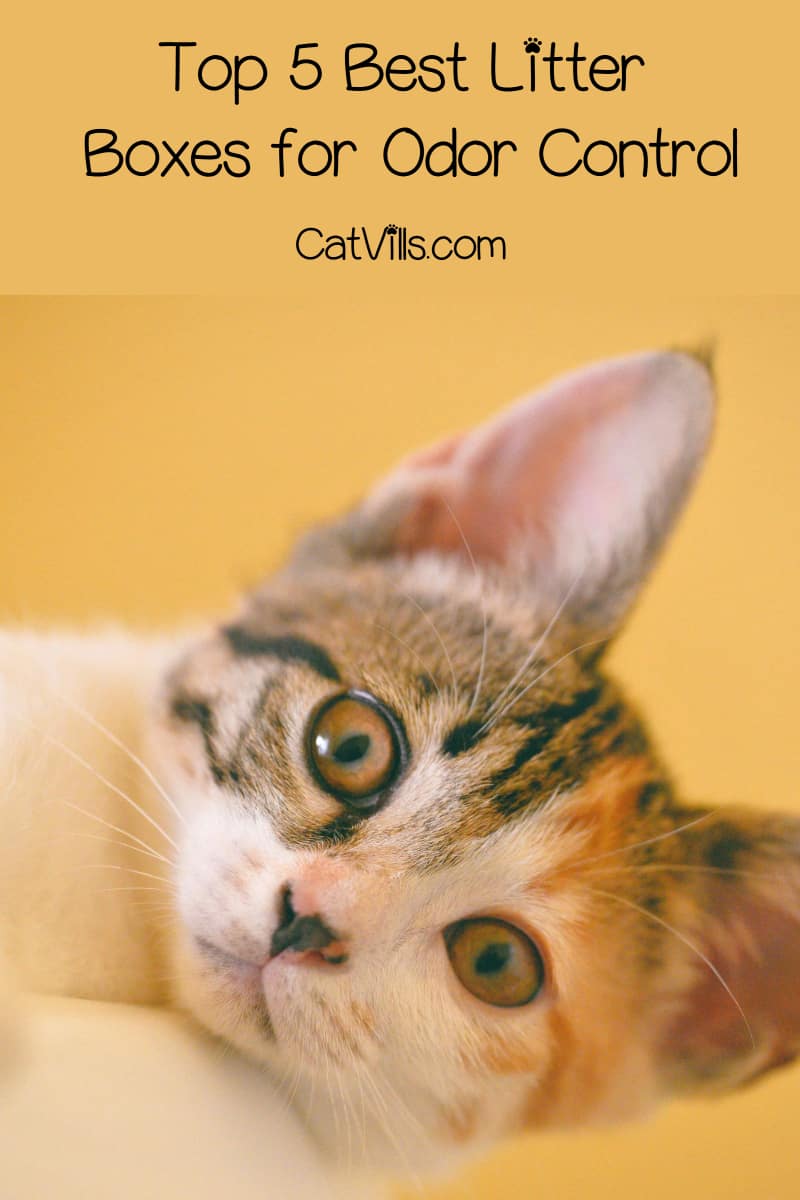 kitten staring with black-lined eye