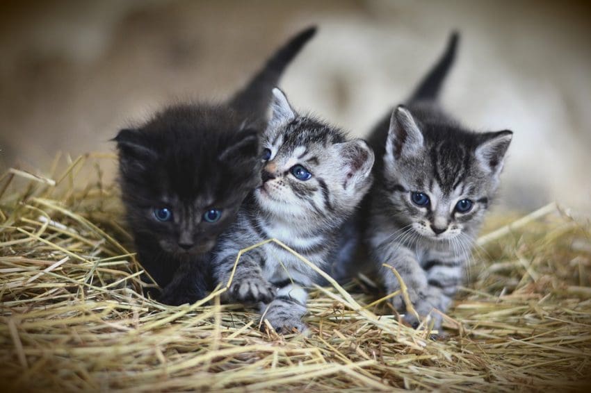 Cat had kittens outside? You'll need some knowledge to help you find them. Read on for a complete guide to helping both mama and her babies!