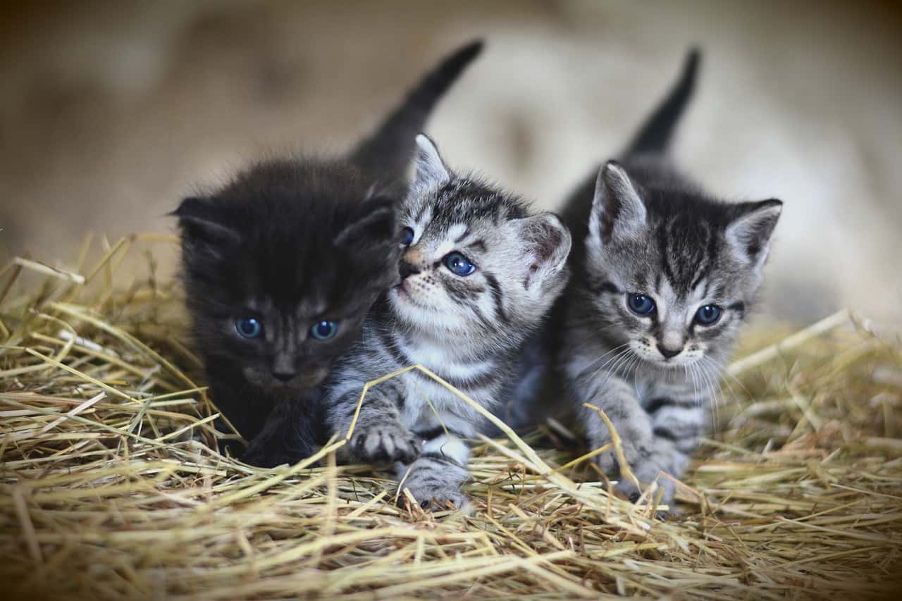 Cat Had Kittens Outside Where They Hide Them And Why