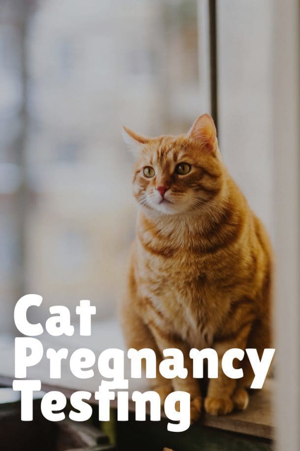 Cat Pregnancy Timeline, Changes, And What to Expect (Guide)