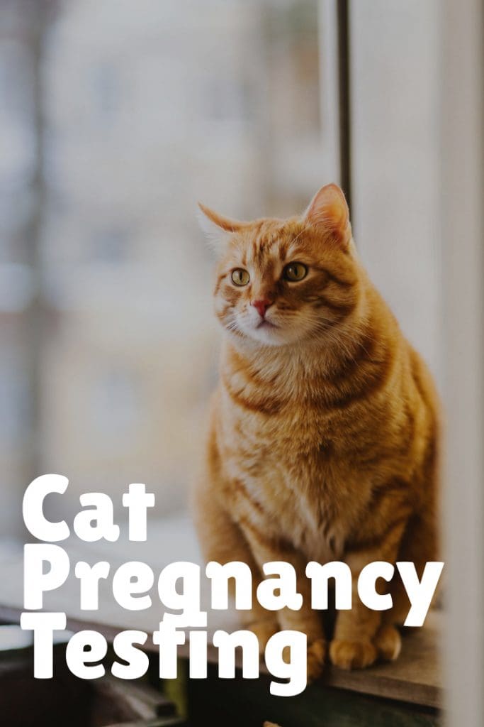 How Many Times Does It Take For A Cat To Get Pregnant At Robert