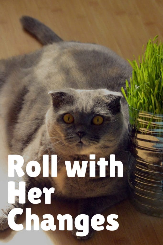 a large cat beside a catnip plant