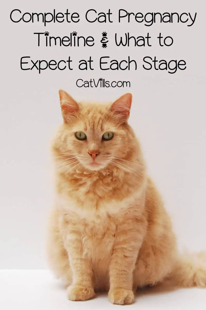 cat-pregnancy-timeline-the-definitive-guide-to-prepare-for-birth-of