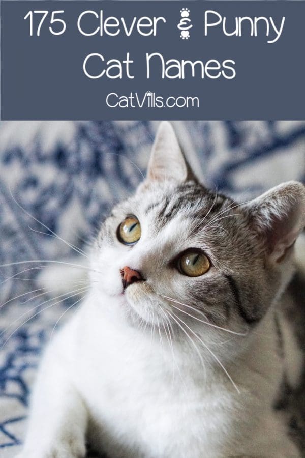 175 Clever And Punny Cat Names CatVills