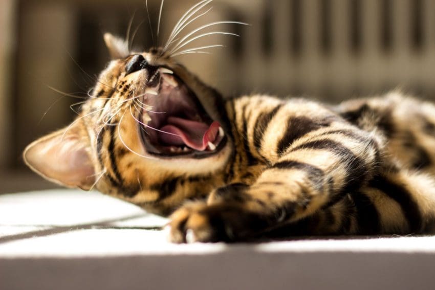 The Importance of Dental Care for Cats and How to Keep Their Teeth in Top Shape