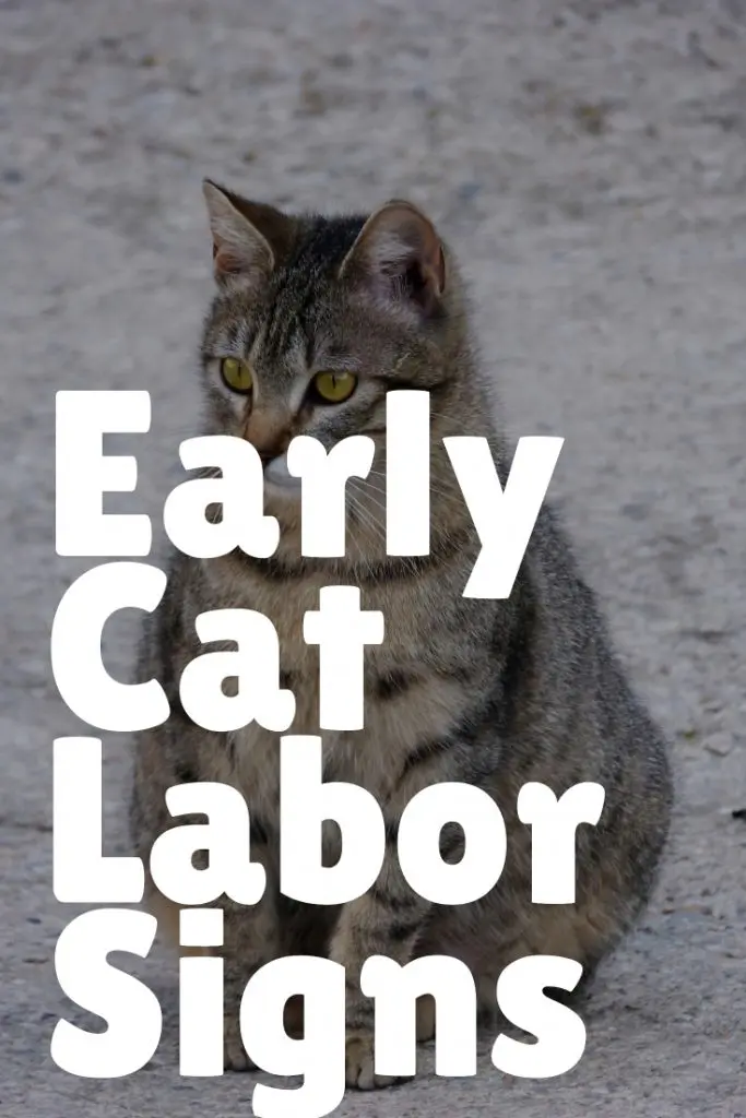 Early labor in pregnant cat timeline