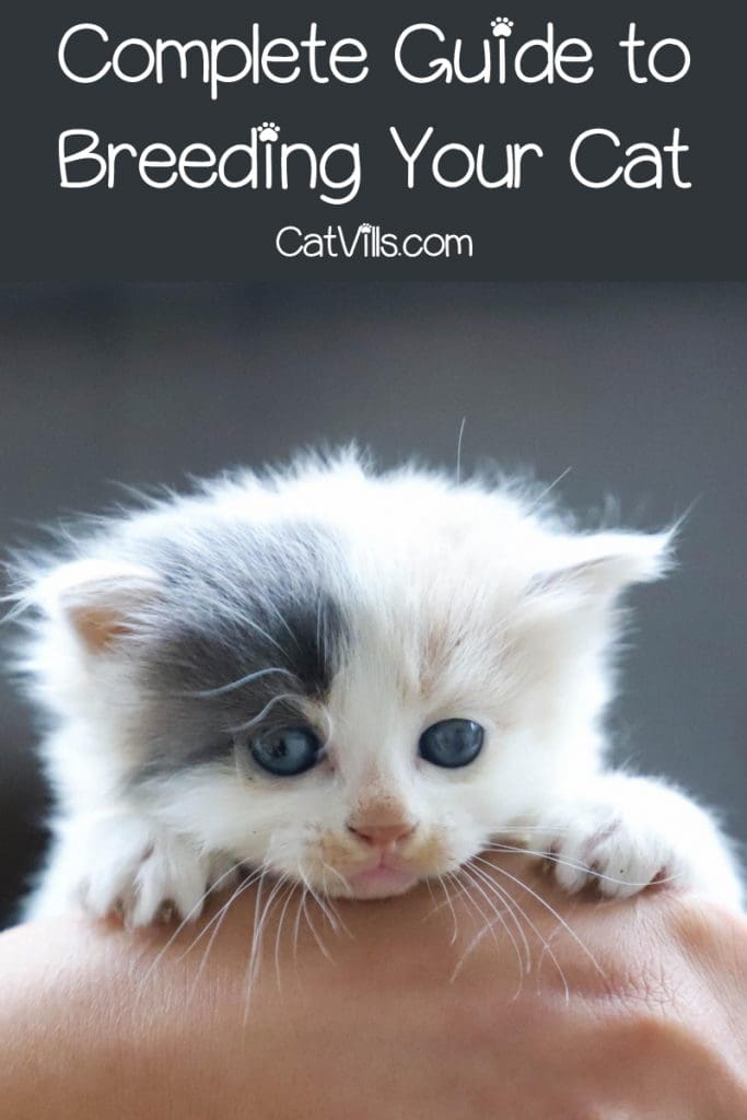 new born kitten with gray eyes 