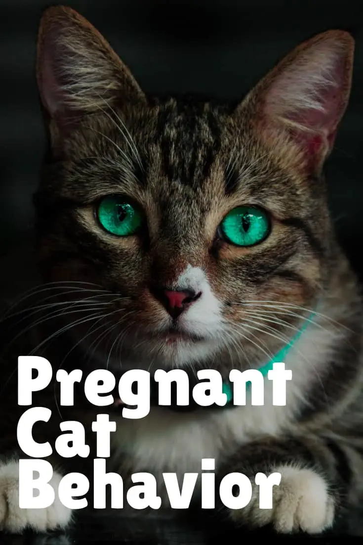 Cat Pregnancy Timeline: The Definitive Guide To Prepare ...