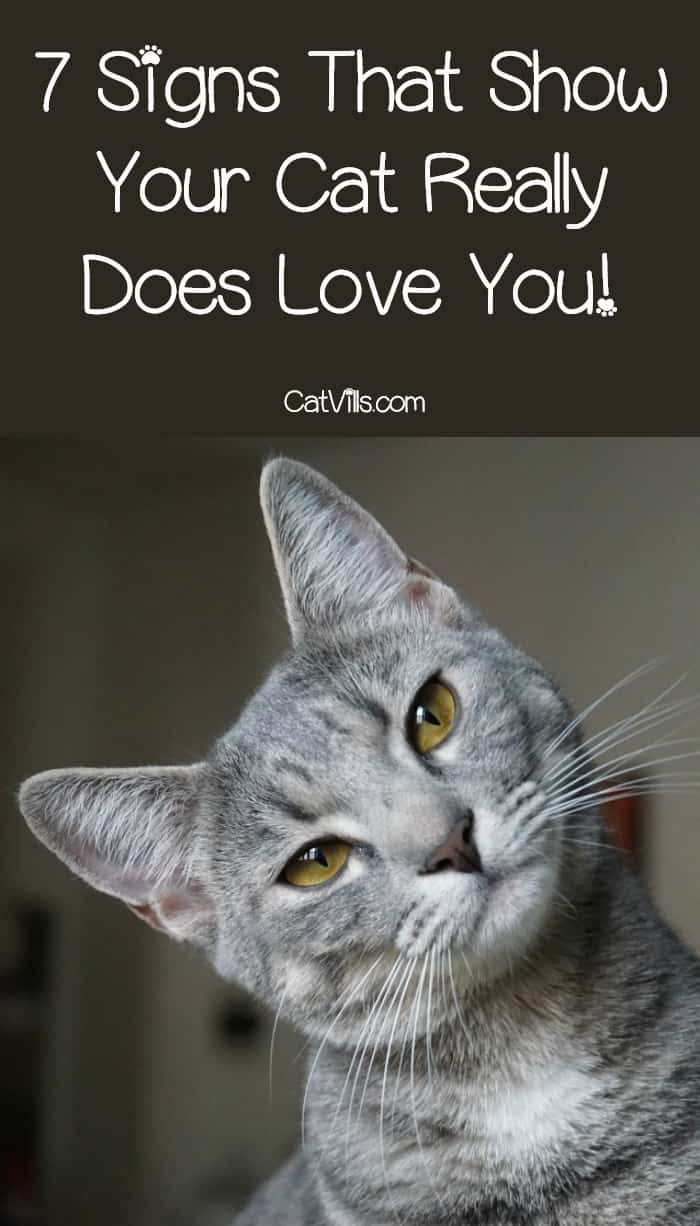 Signs Your Cat Loves You 