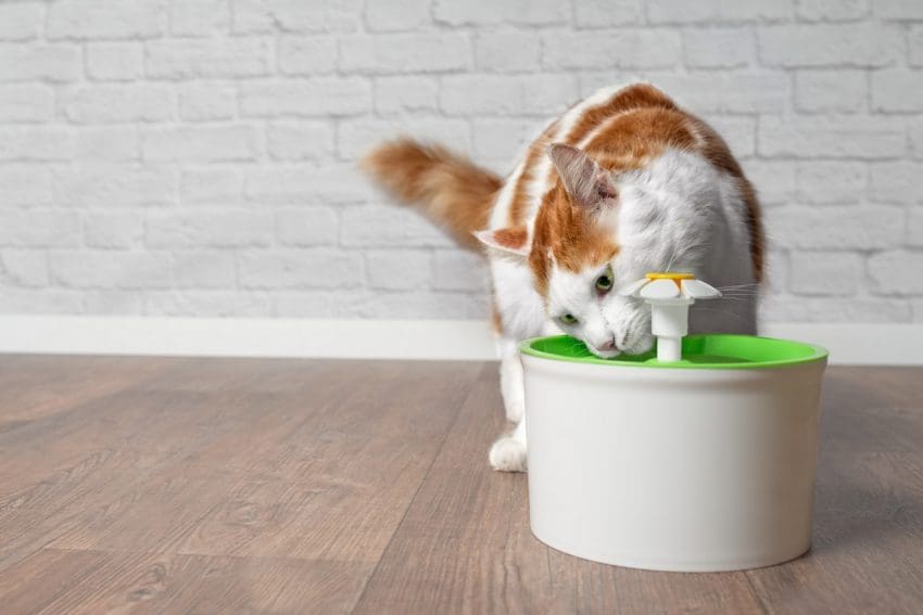 Looking for the best quiet water fountains for cats? Check out our top 5 picks, plus find out why you’d want a cat fountain in the first place!