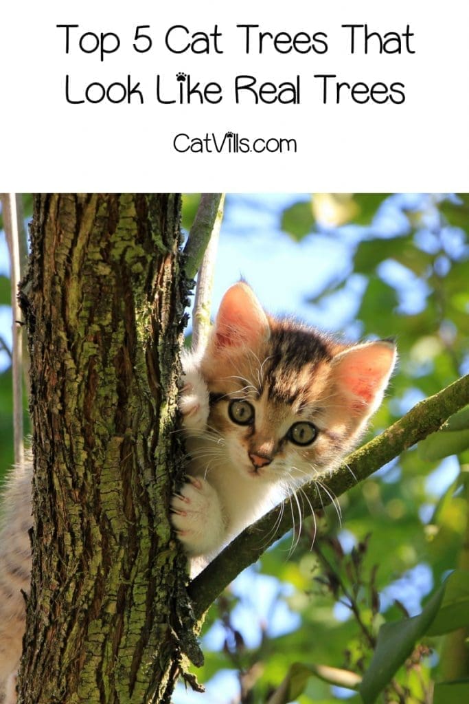 cute kitten climbing a cat tree that looks like a real tree