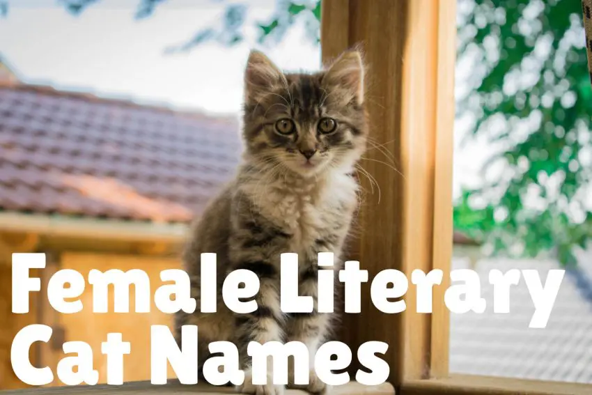 literary female cat names