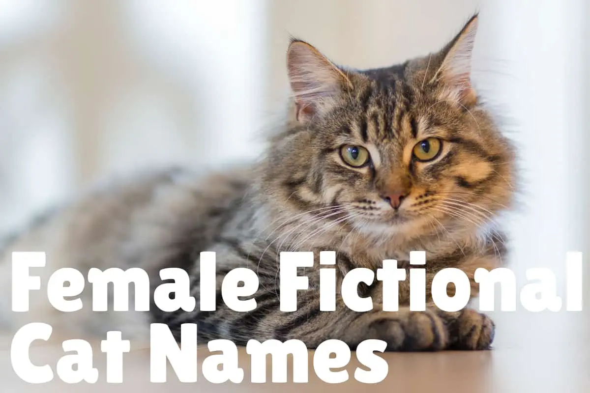 Имя кэт. Famous Cats. A Cat named Tibbles. Literary names.