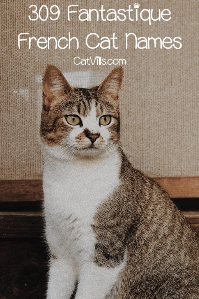 a French cat with the best French cat name staring at someone