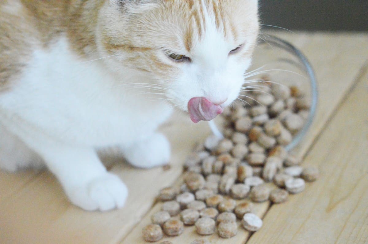 Want to try your hand at making your own kitty treats? Start with this easy homemade salmon cat treats recipe! Check it out!