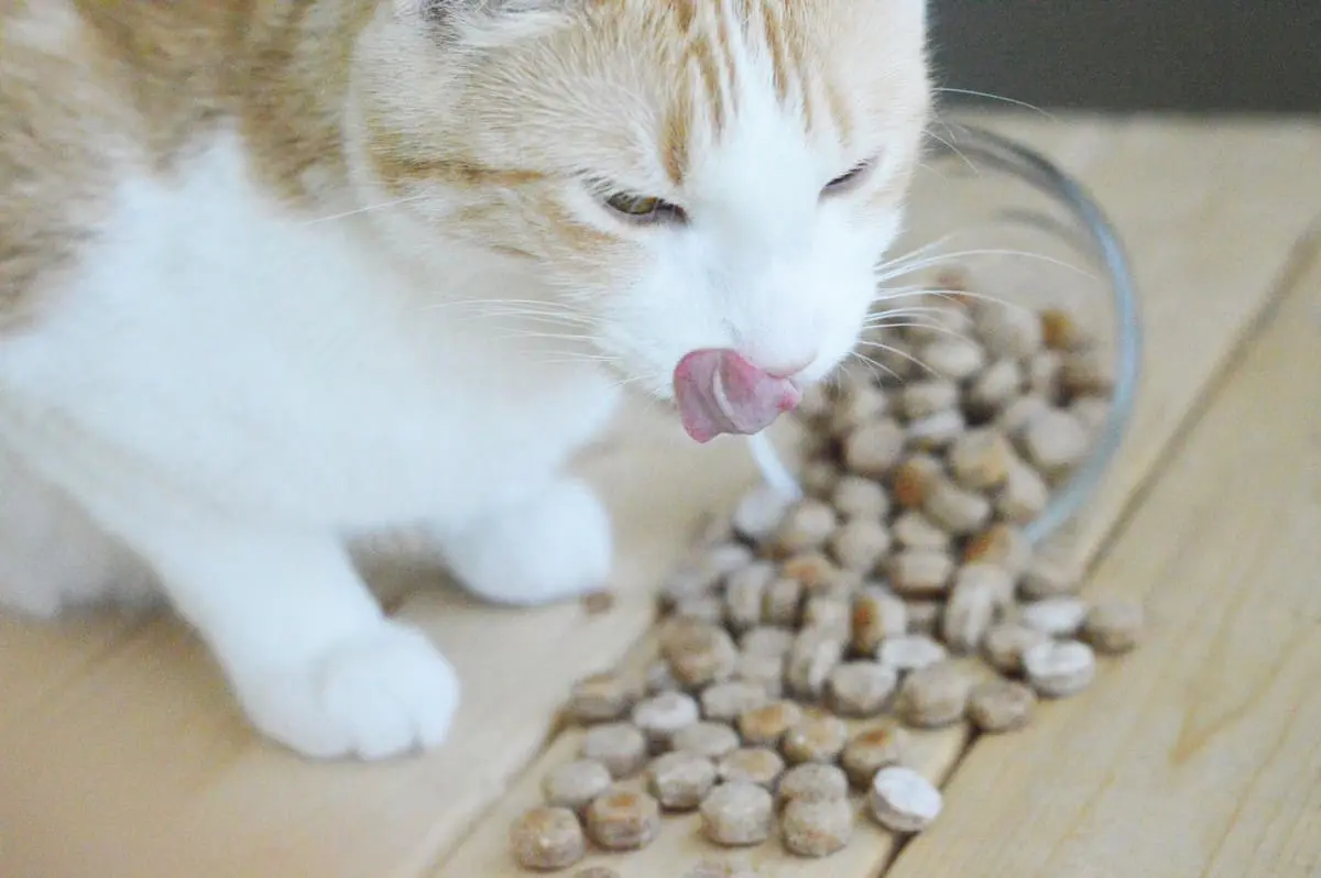 Want to try your hand at making your own kitty treats? Start with this easy homemade salmon cat treats recipe! Check it out!