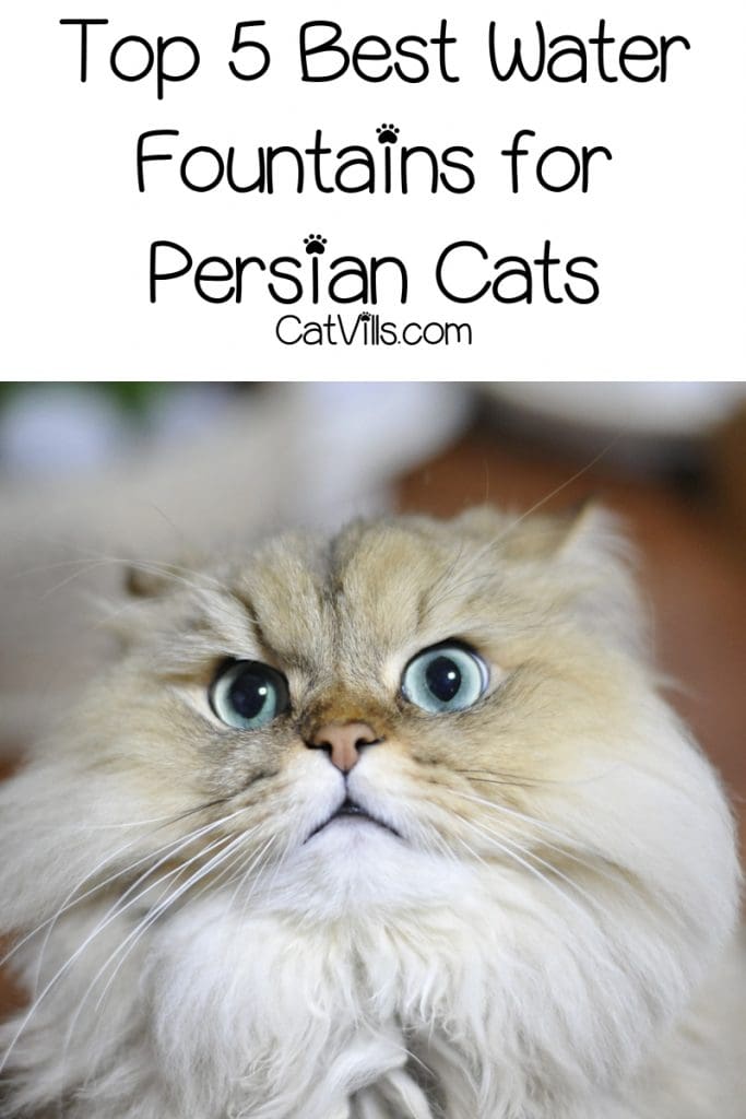 Looking for the best water fountains for Persian cats & other flat-faced breeds? Check out our top 5 most highly recommend Persian cat bowls!