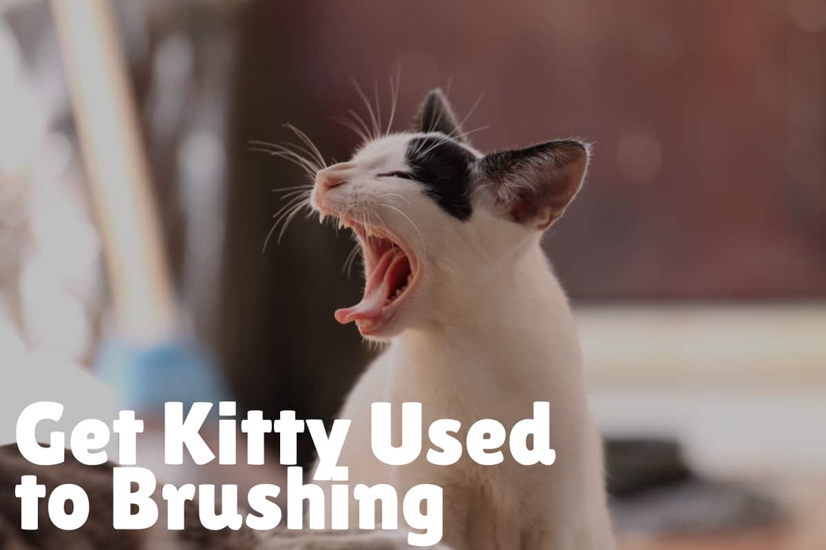 6 Dental Care Tips for Cats