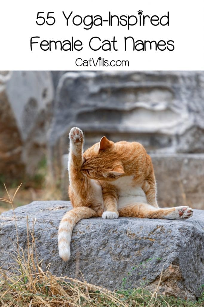 Looking for the best yoga cat names for your zen-like kitty? We've got you covered! Read on for 55 erene yoga-inspired ideas for female cats!