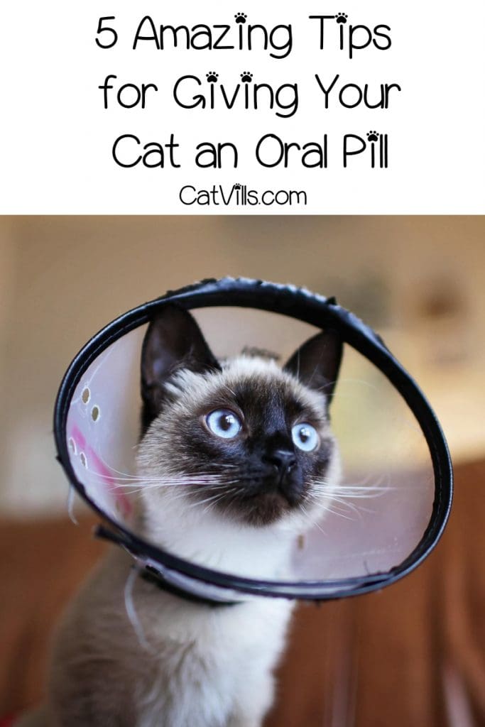 Looking for tips on giving your cat oral pills? We've got you covered! Read on for 5 amazing secrets to make pilling a cat less traumatic for both of you!