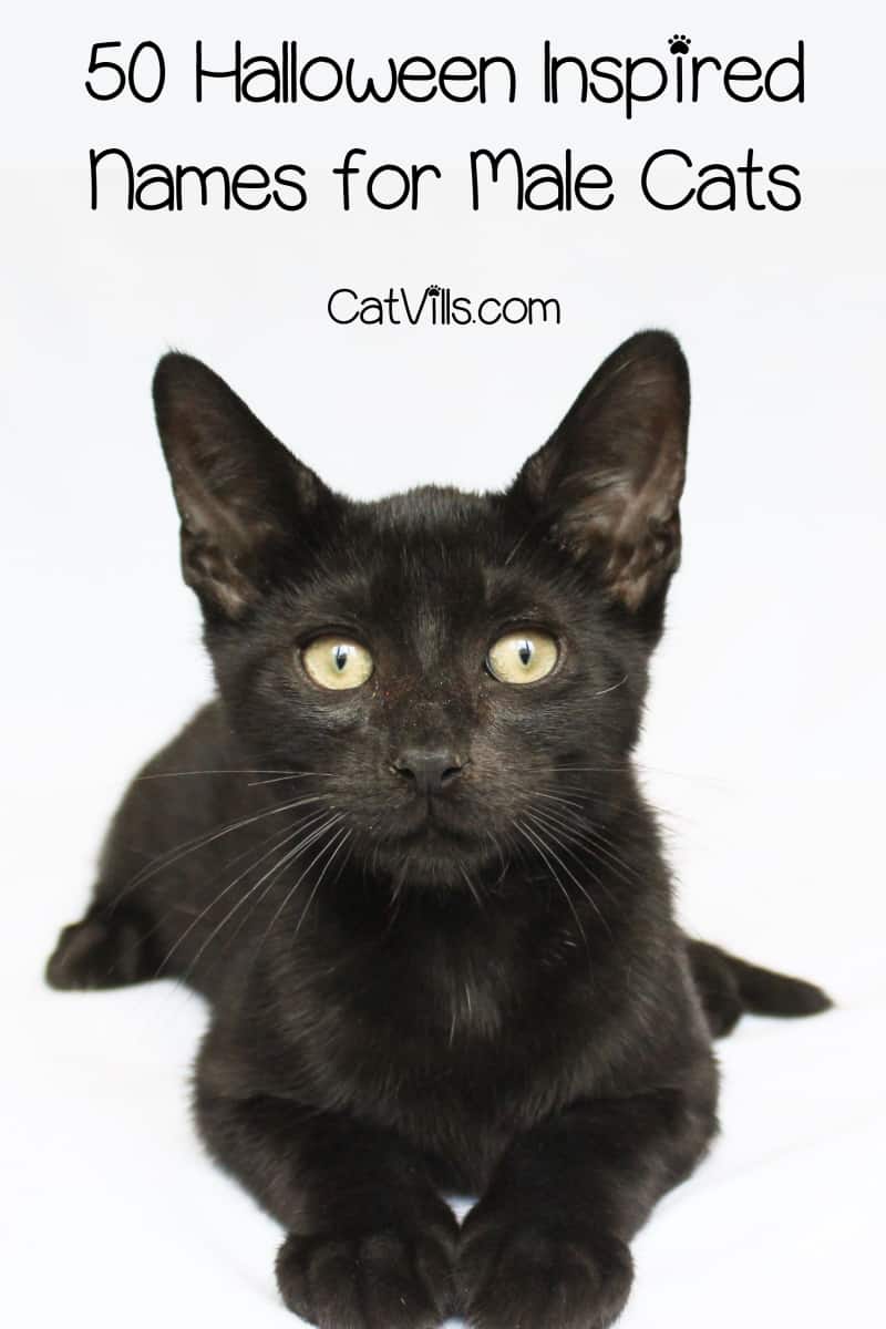 Whether you're adopting a kitty in October or just love the spooky holiday, you're going to love our Halloween inspired cat names! Check them out!