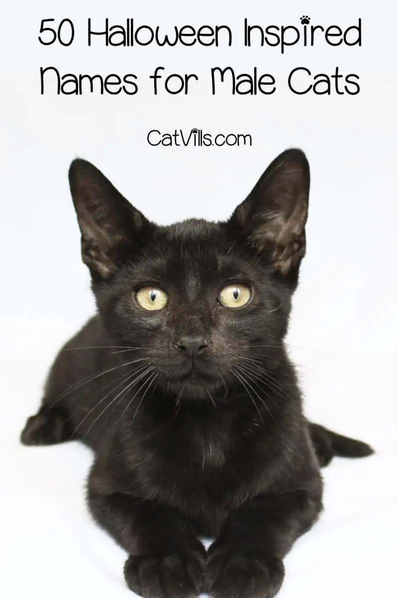 130+ Halloween Inspired Cat Names for Male & Female Kitties