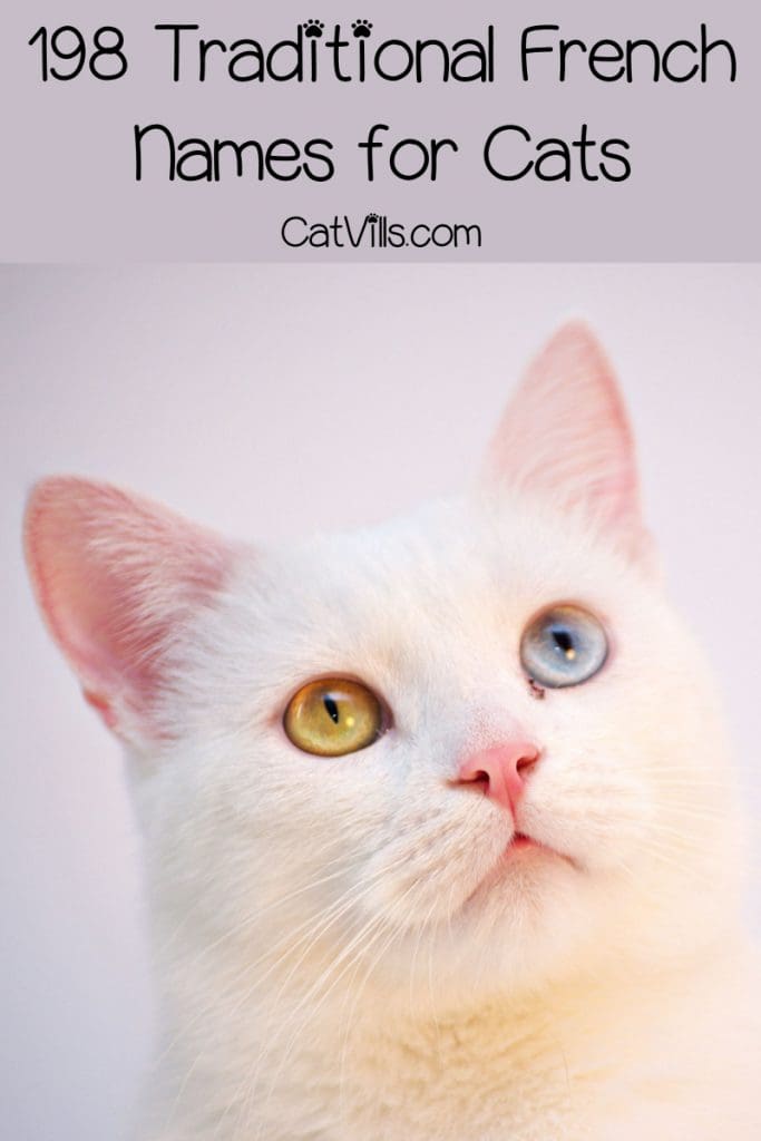 French white cat with a yellow left eye and blue right eye