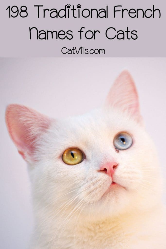 309 Fantastique French Cat Names