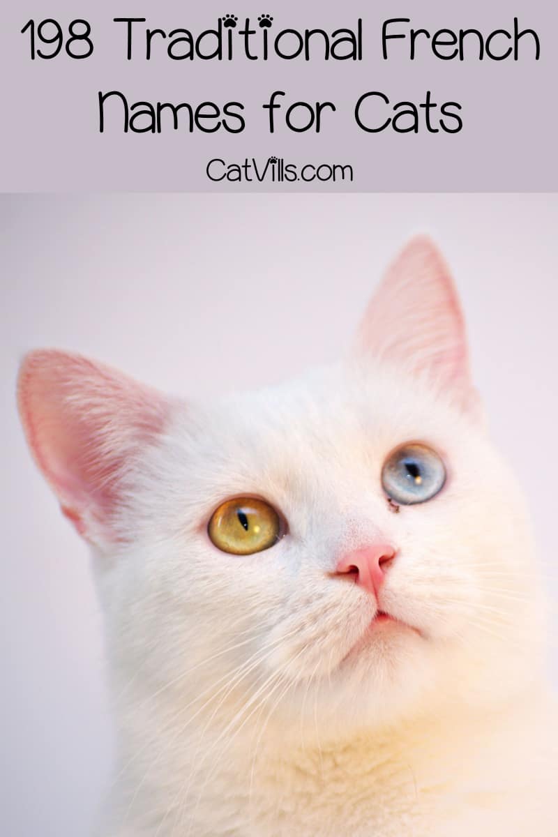 Most Popular French Cat Names