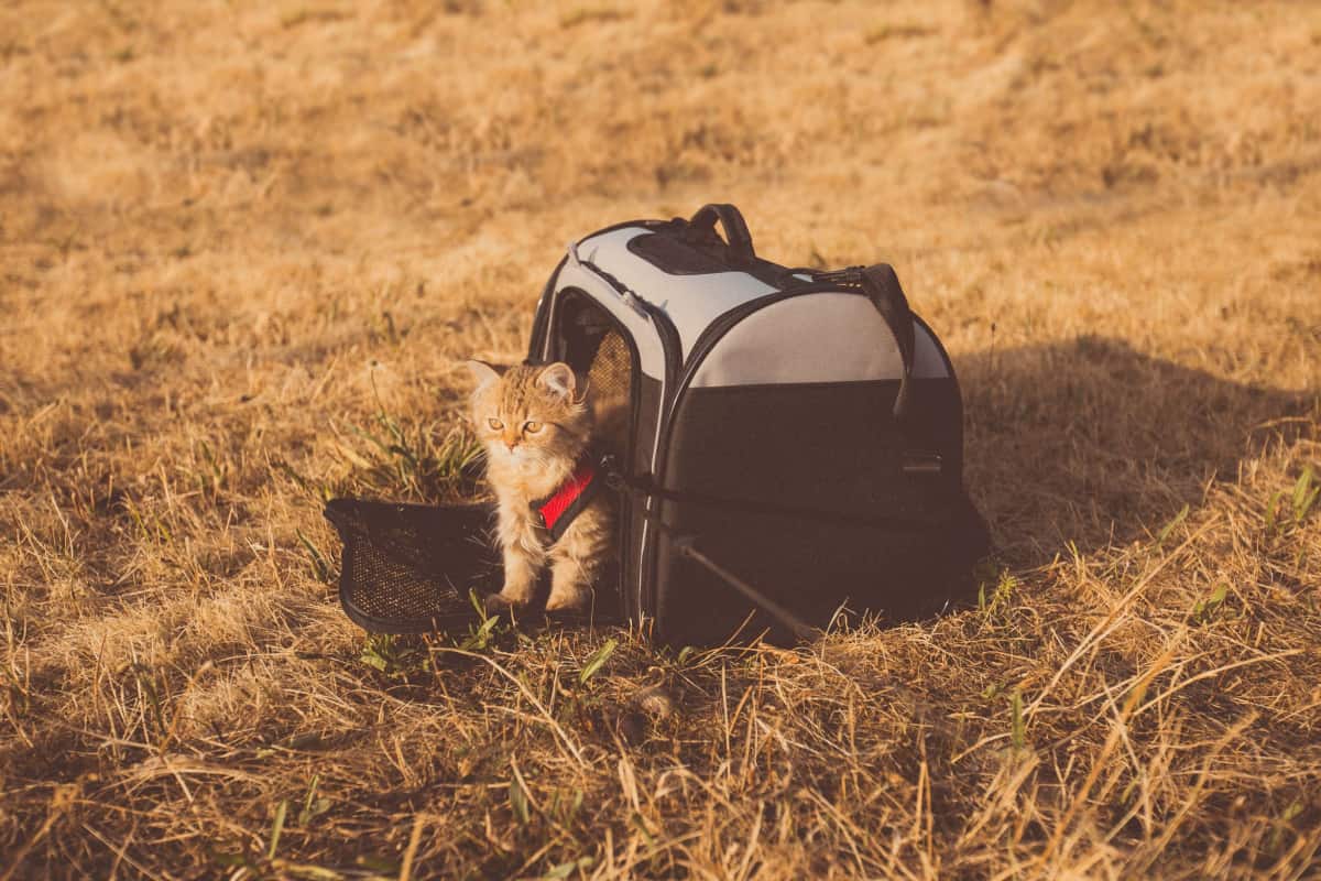 travel cat canada