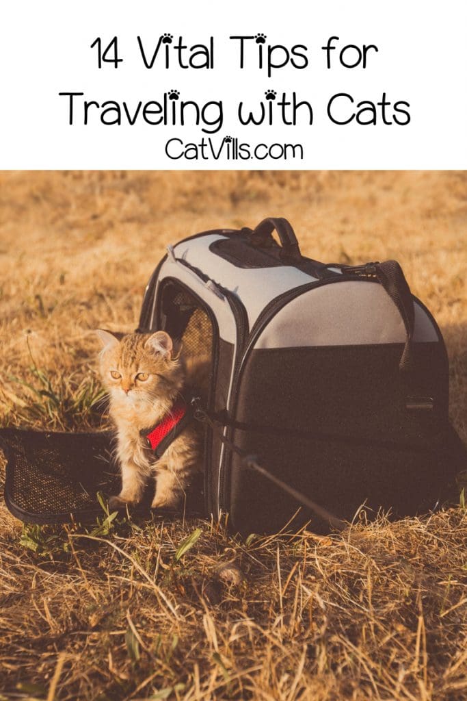 If you're planning on traveling with cats, you'll definitely want to check out my tips to make the trip a whole lot smoother
