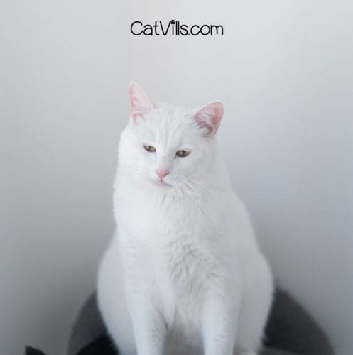 white cat staring