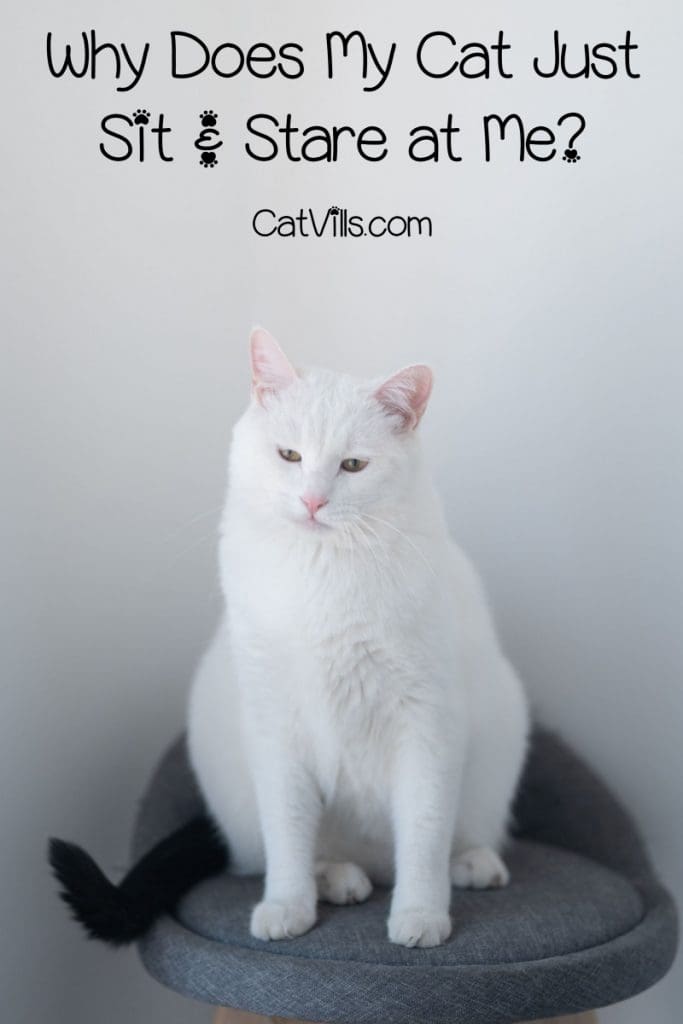 Have you ever wondered "why does my cat just sit and stare at me?" Let's unravel this mysterious cat behavior together! Read on for the answers!