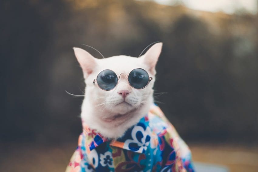 Hipster Cat wearing sunglasses