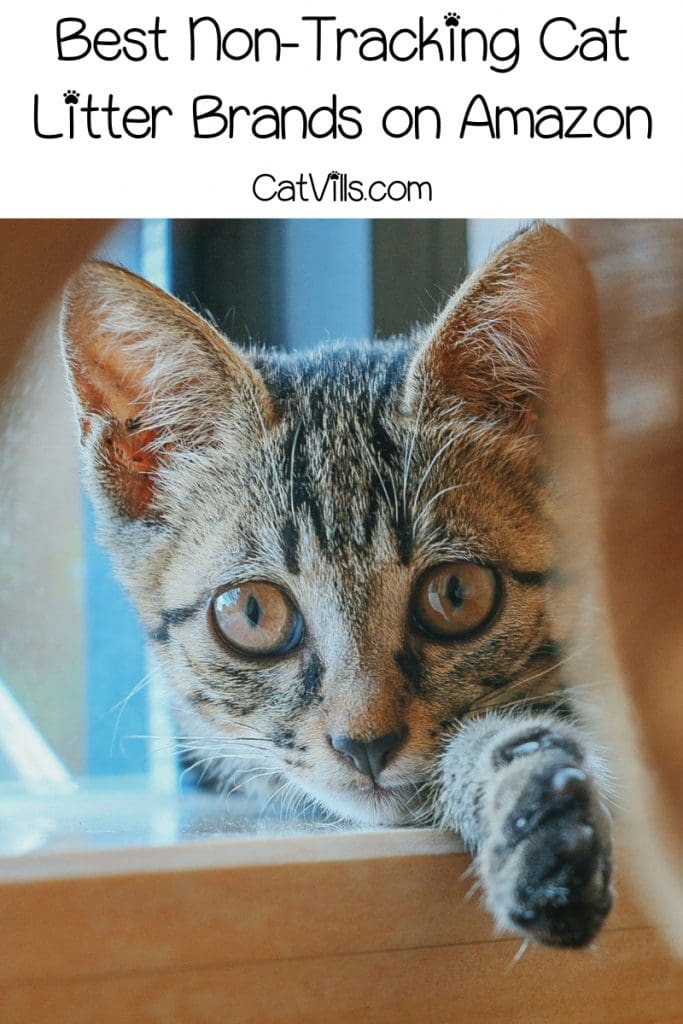 cat on the window showing her paw