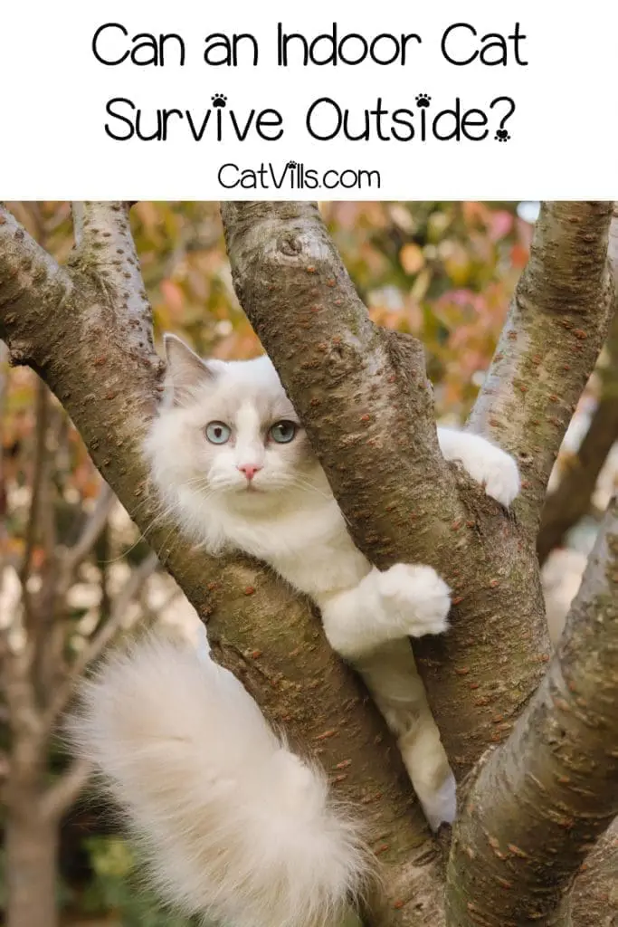 blue-eyed white cat climbing a tree