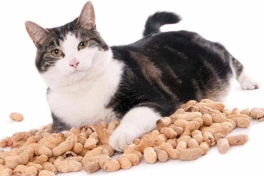 Cat with peanuts