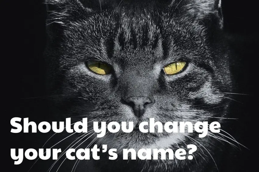 Should you change your cat’s name?