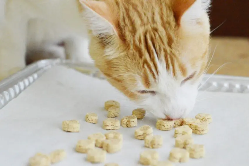 If you're looking for an easy homemade cat treat recipes for a sensitive stomach, you'll love our tuna bites! Check out the 4-ingredient recipe now!