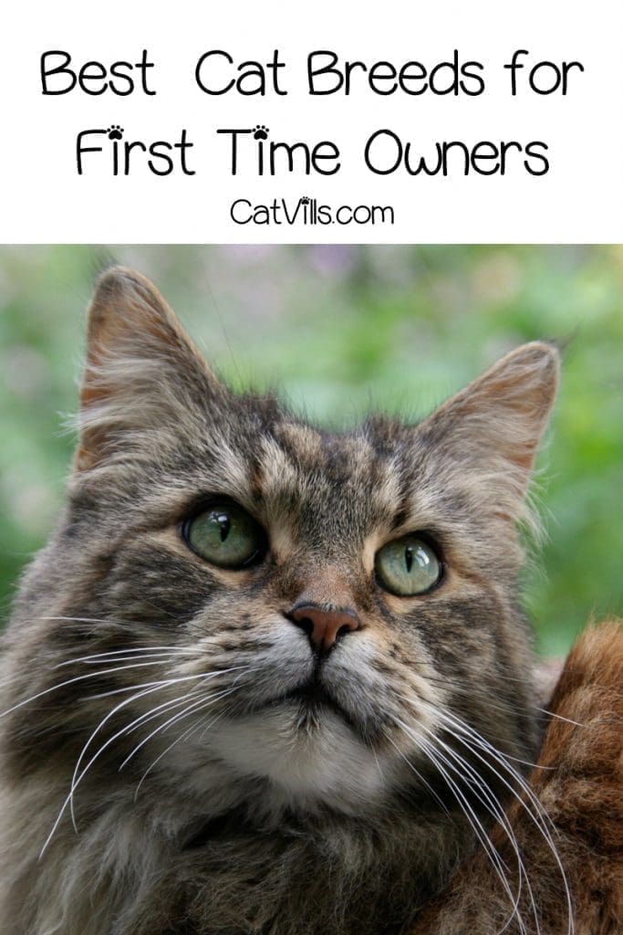 What are the best and worst cat breeds for first time owners? Read on to find out!