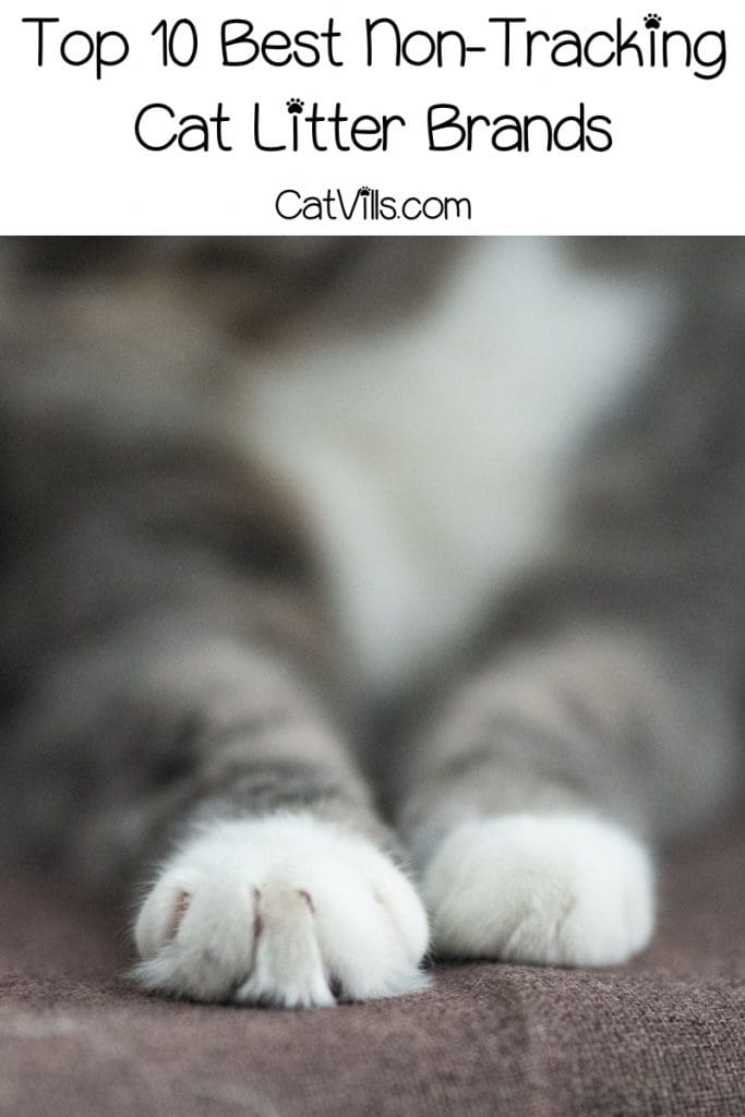 photo showing cat paws