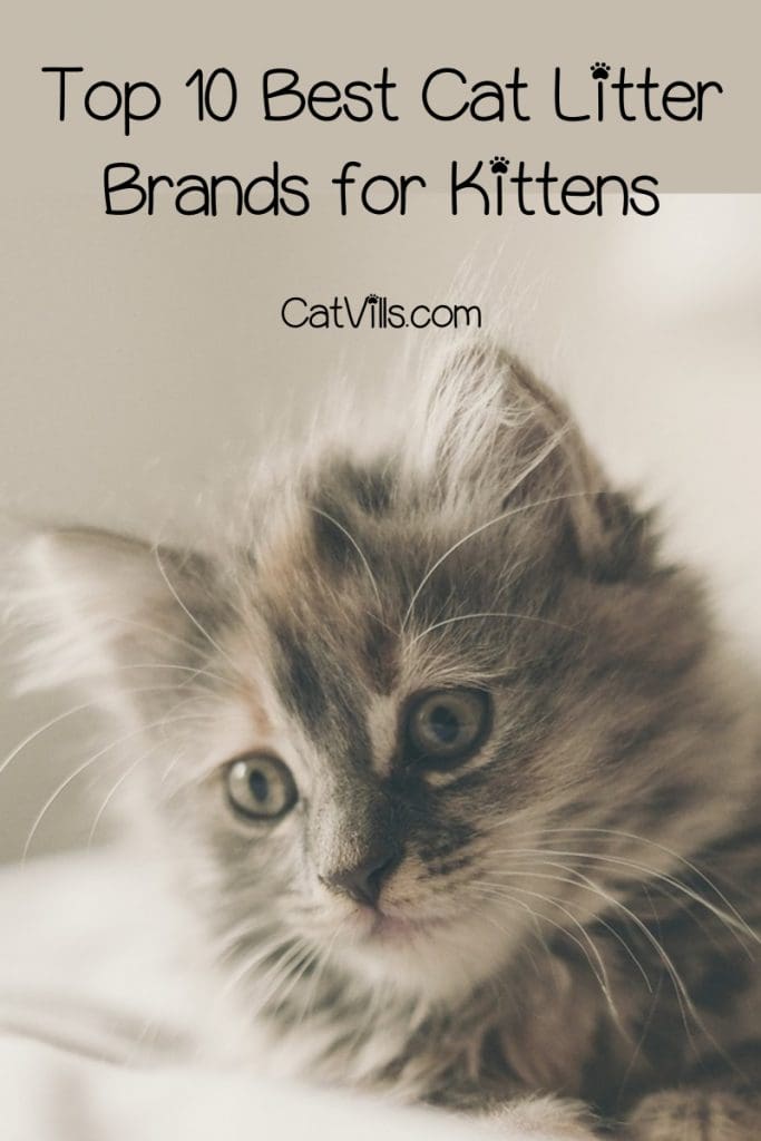 If you're looking for the best cat litter for kittens training to use the box (or wondering if they even need special litter), I've got your back! Check out our top 10 favorites!