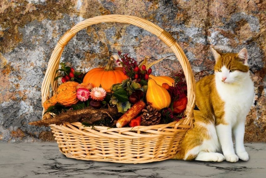 Cozy Up to Fall Cat Names: Embrace the Autumn Spirit