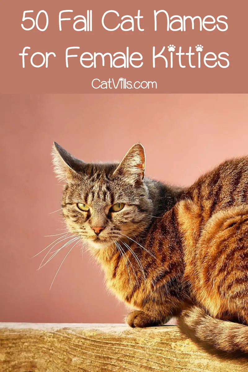 100 Fantastic Fall Cat Names for Male & Female Kittens CatVills