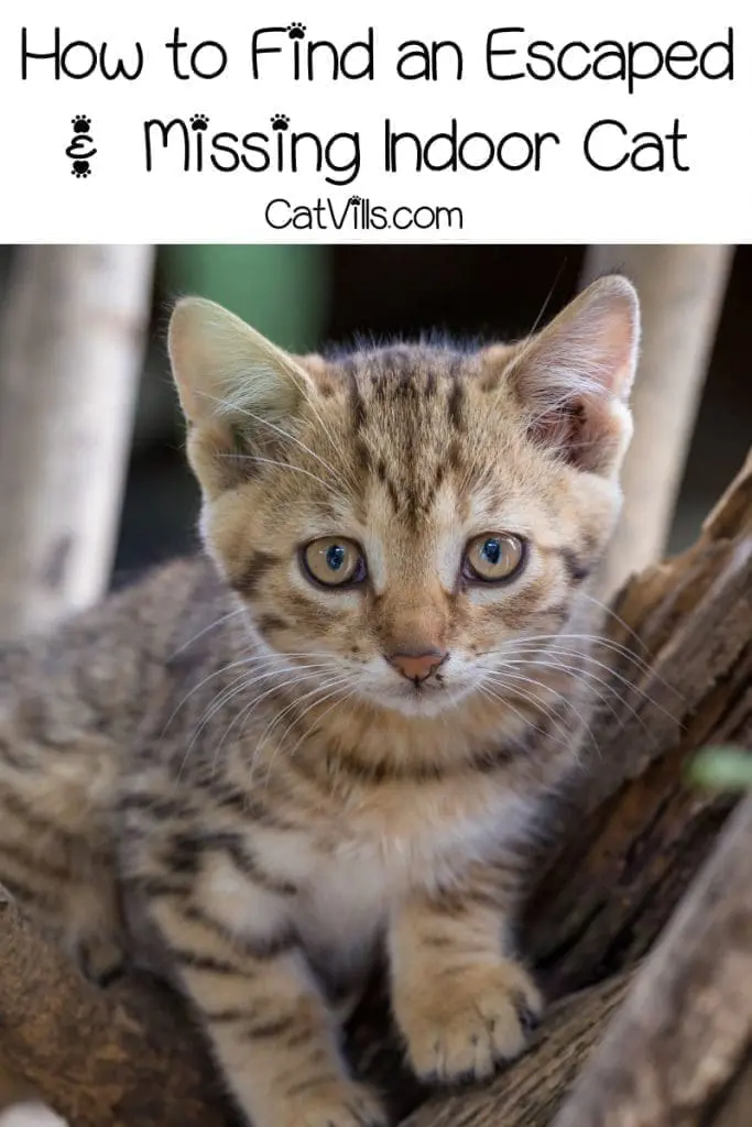 tiger kitten surrounded by woods