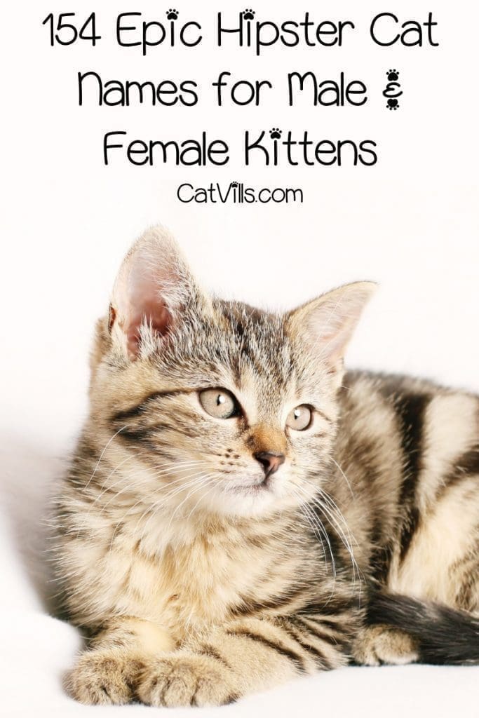 If you're looking for some cute moniker ideas for a new kitten, let me introduce you to our epic list of hipster cat names! Check it out!