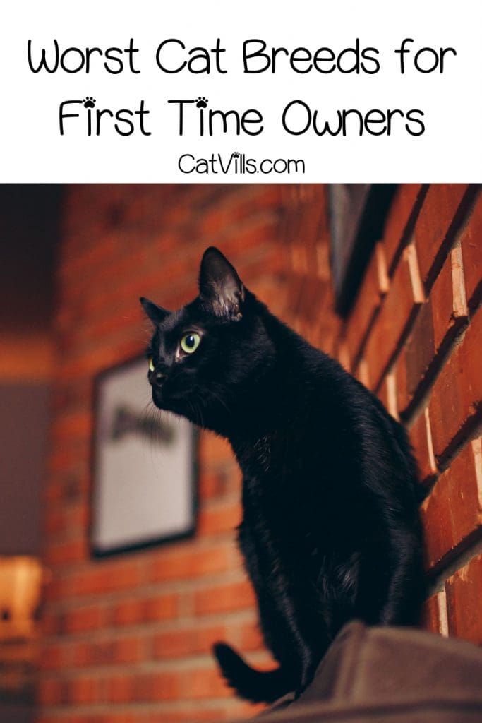 What are the best and worst cat breeds for first time owners? Read on to find out!