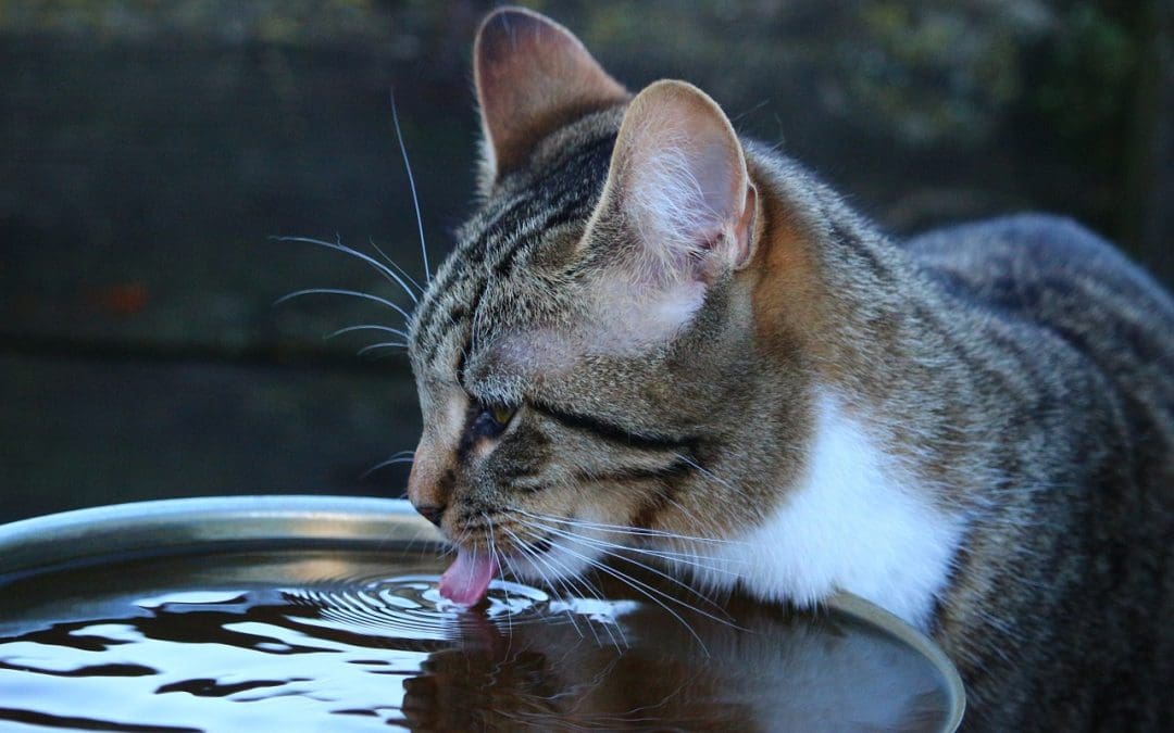 8 Best Battery-Operated Cat Water Fountains on The Market