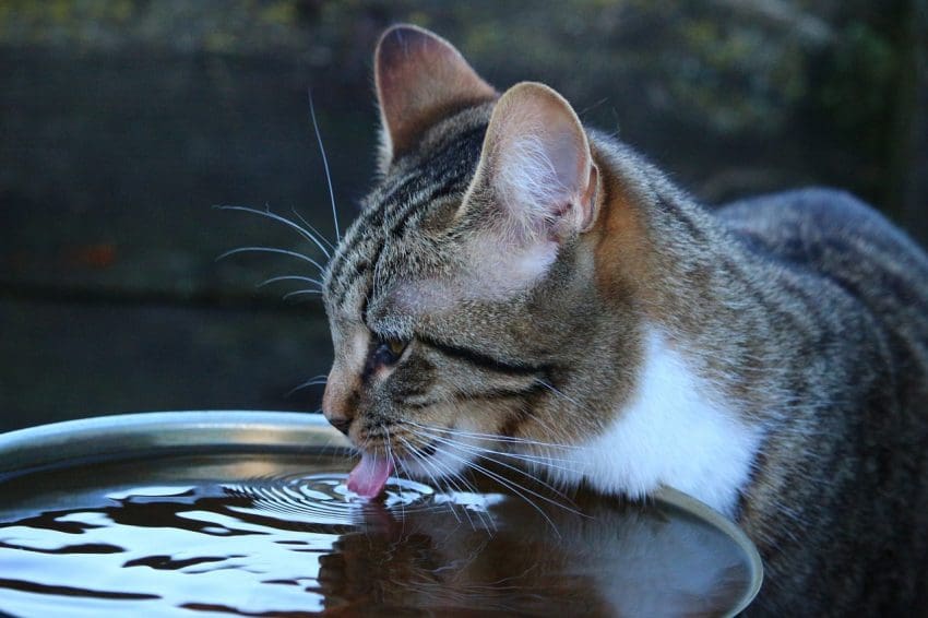 battery-operated cat water fountains